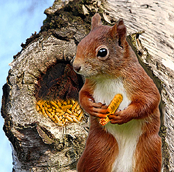 Ein Eichhörnchen sitzt vor einem mit Pellets gefüllten Astloch 