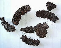 verkohlte Pellets